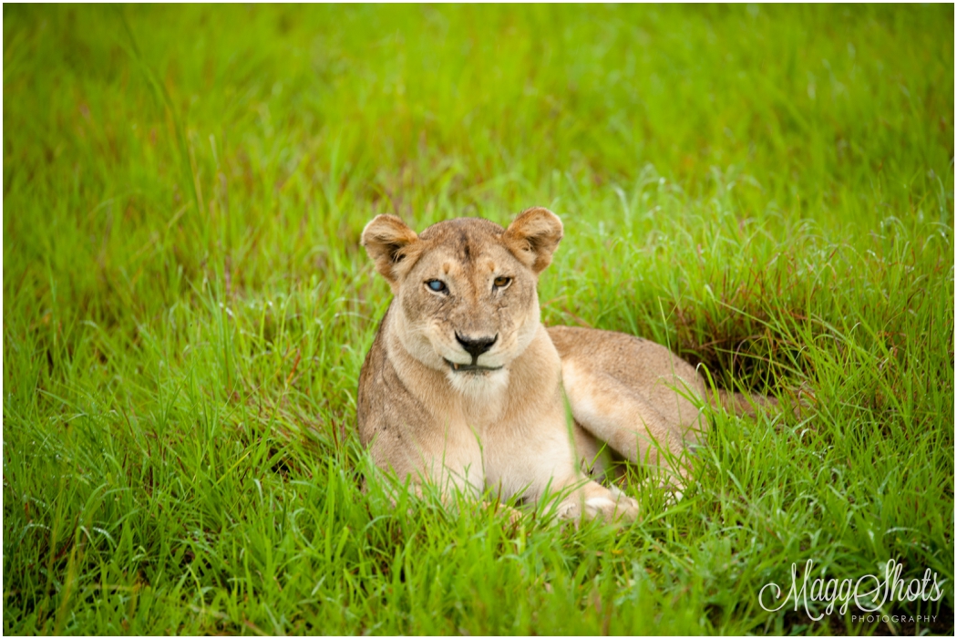 Tanzania Safari - Travel Blog