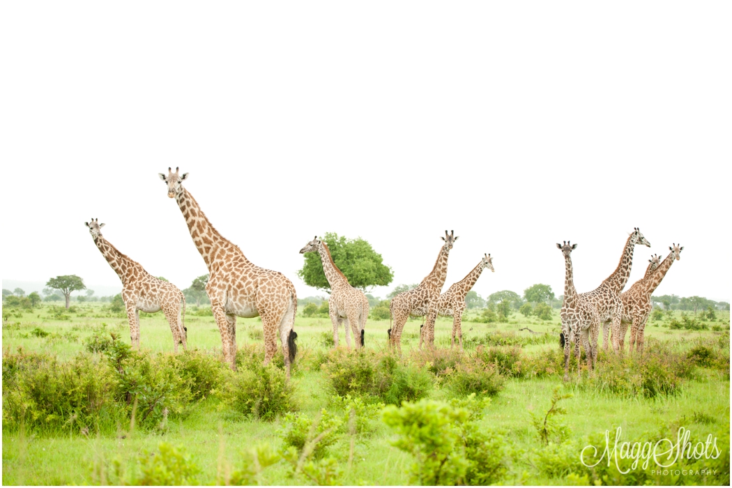 Tanzania Safari - Travel Blog