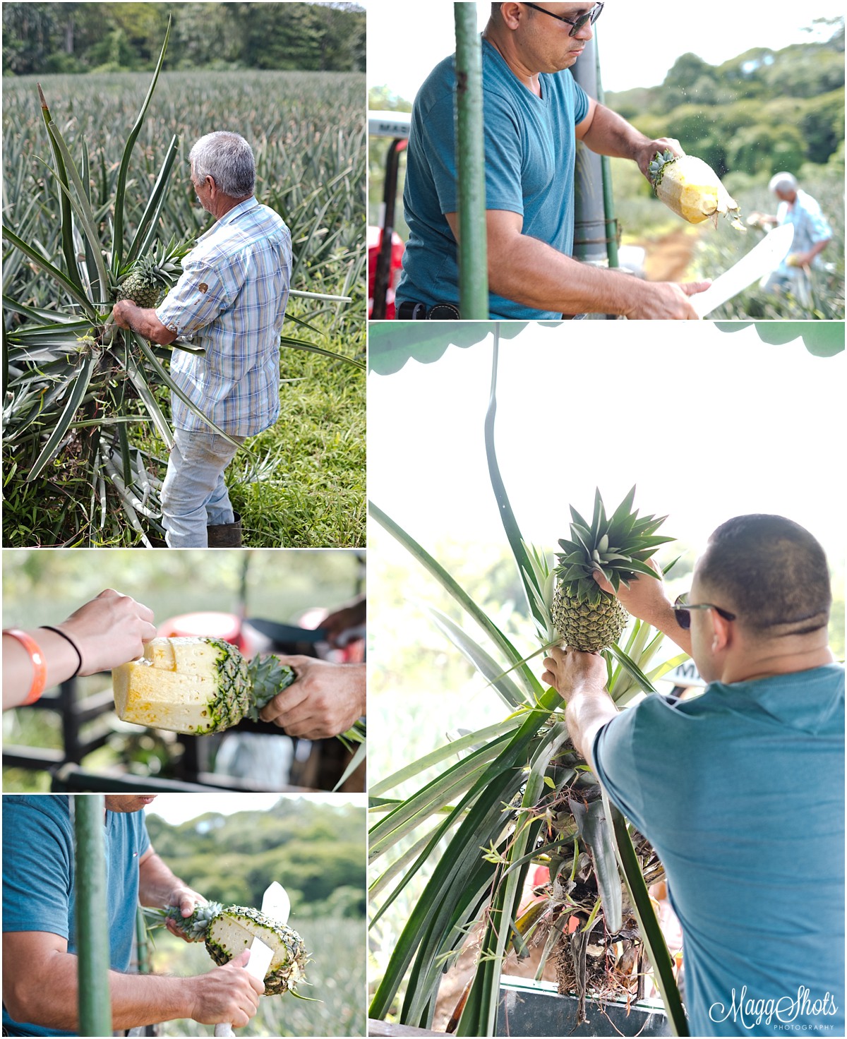 Costa Rica Trip, Costa Rica Photographer, Roblealto, pineapple tour