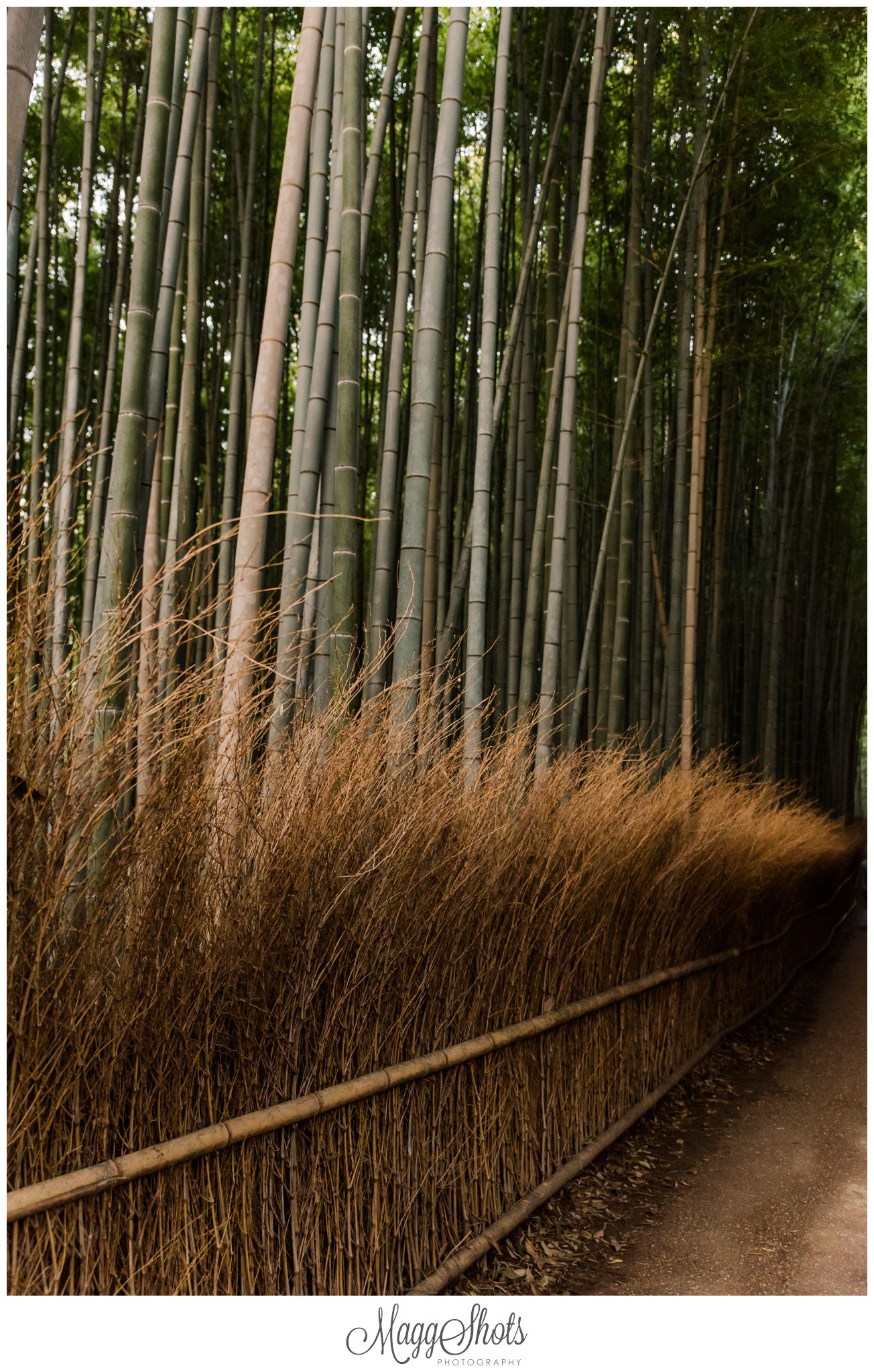Japan, Japan travel, Japan Photographer, tokyo photographer, osaka, nagano, snow monkeys, kyoto, bamboo forest, golden castle